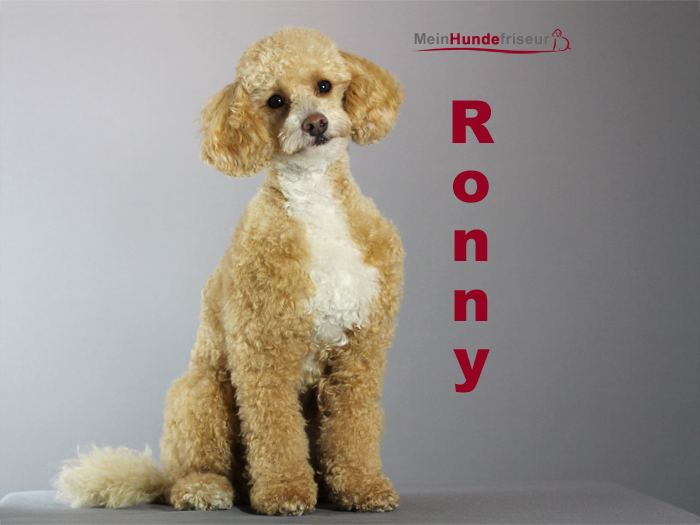 Ronny Hundesalon