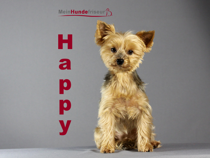 Happy Hundesalon