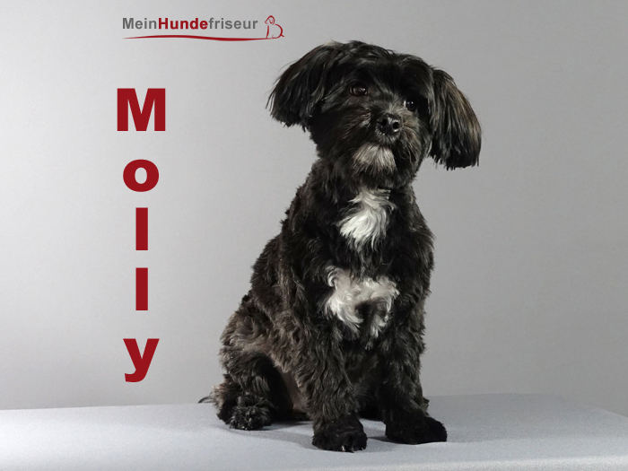 Molly Hundesalon