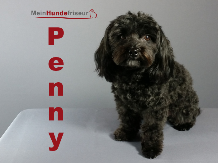 Penny Hundesalon