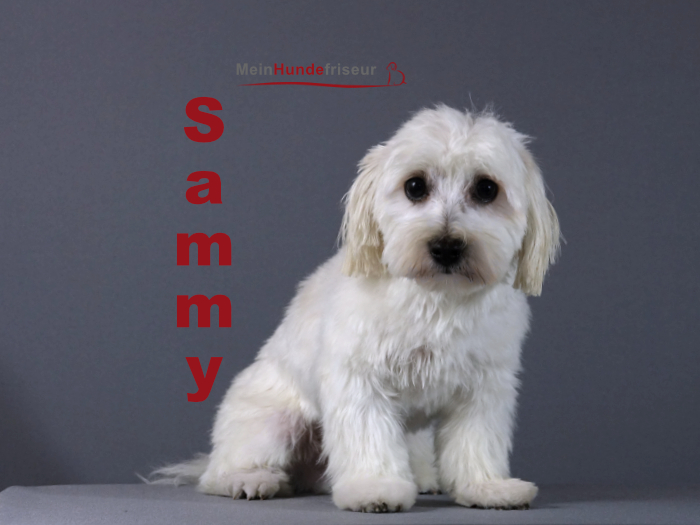 Sammy Hundesalon